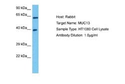MUC13 Rabbit anti-Human, Polyclonal, Novus Biologicals 0.1ml; Unconjugated:Antibodies,